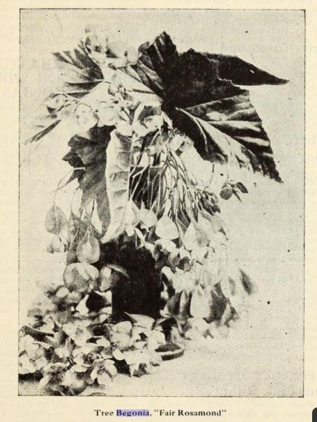 B. ‘Fair Rosamond’